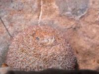 Epithelantha_greggii_GM_1501.jpg