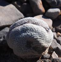 Epithelantha_greggii_GM_1628.8.jpg