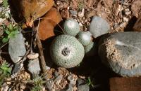 Epithelantha_greggii_GM_605.2.jpg