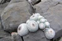 Epithelantha_greggii_GM_843.jpg