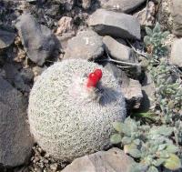 Epithelantha_greggii_GM_845.jpg