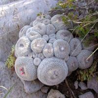Epithelantha_greggii_GM_871.jpg