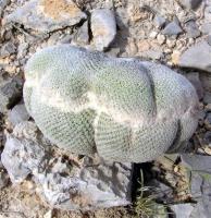 Epithelantha_greggii_GM_877.jpg