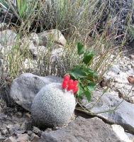 Epithelantha_greggii_GM_906.5.jpg