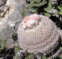 Epithelantha_macromeris_f._black_GM_1055.jpg