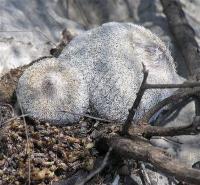 Epithelantha_micromeris_GM_1000.4.jpg