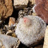 Epithelantha_micromeris_GM_1076.jpg