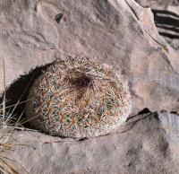 Epithelantha_micromeris_GM_1233.16.jpg