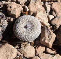 Epithelantha_micromeris_GM_1233.35.jpg