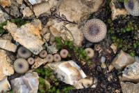 Epithelantha_micromeris_GM_1337.6.jpg