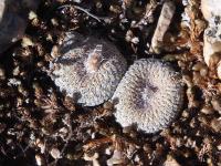 Epithelantha_micromeris_GM_1505.1.jpg