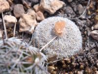 Epithelantha_micromeris_GM_1647.3.jpg