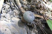 Epithelantha_micromeris_GM_820.1.jpg