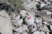 Epithelantha_micromeris_GM_835.jpg