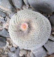 Epithelantha_micromeris_GM_863.3.jpg
