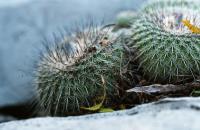 Epithelantha_micromeris_v._unguispina_GM_638.jpg