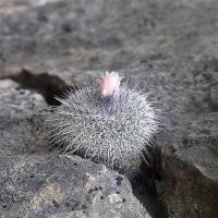 Epithelantha_micromeris_v._unguispina_GM_864.jpg