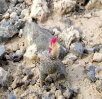 Epithelantha_pachyrhiza._GM_879.jpg