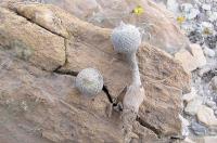 Epithelantha_pachyrhiza_GM_858.jpg