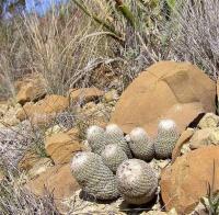 Epithelantha_polycephala_GM_1049.jpg