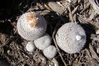 Epithelantha_unguispina_GM_1054.1.jpg