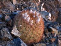 Eriosyce_spinibarbis_lapampaensis_GM_1575.jpg
