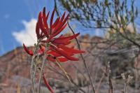 Erythrina_americana_GM_1323.4.jpg