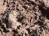 Escobaria_abdita_GM_1500-1.jpg