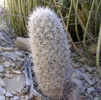 Escobaria_albicolumnaria_GM_1075.8.jpg