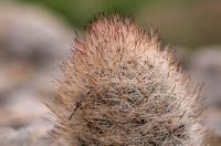 Escobaria_chaffeyi_GM_1331.9.jpg