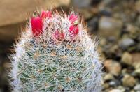 Escobaria_chaffeyi_GM_1344.jpg