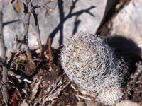 Escobaria_grata_GM_660.jpg