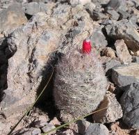 Escobaria_orcuttii_GM_990.jpg