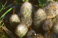 Escobaria_runyonii_GM_639.jpg