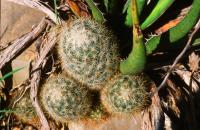 Escobaria_runyonii_GM_649.jpg