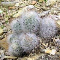 Escobaria_runyonii_GM_868.1.jpg
