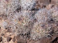 Escobaria_spec_GM_1632.jpg