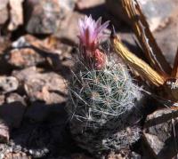 Escobaria_strobiliformis_GM_1504.4.jpg