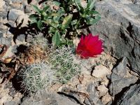 Escobaria_strobiliformis_GM_614.jpg
