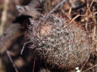 Escobaria_variicolor_GM_1638.jpg