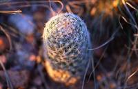 Escobaria_variicolor_GM_663.jpg