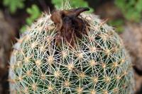Escobaria_variicolor_GM__1336.jpg