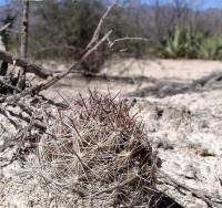 Escobaria_vivipara_GM_1078.6.jpg