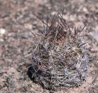Escobaria_vivipara_GM_1496.1.jpg