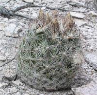 Escobaria_vivipara_GM_980.3.jpg