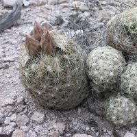 Escobaria_vivipara_GM_980.jpg