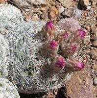 Escobaria_vivipara_var._bisbeana_GM_978.4.jpg
