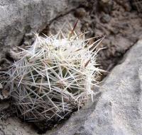 Escobaria_zilziana_GM_1075.3.jpg