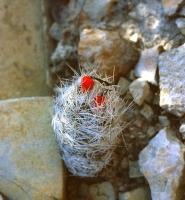 Escobaria_zilziana_GM_647.jpg