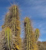 Eulychnia_acida_GM_1125.jpg